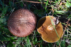 Suillus lakei