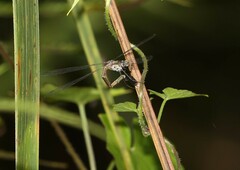 Lestes praevius