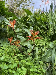 Chasmanthe floribunda