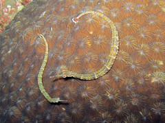 Corythoichthys ocellatus