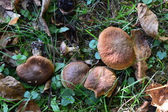 Suillus lakei