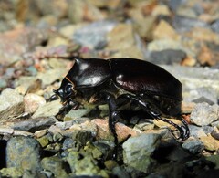 Xylotrupes