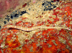 Corythoichthys ocellatus