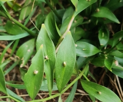 Ruscus hypophyllum