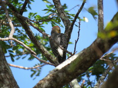 Melanerpes pygmaeus