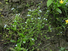 Myosotis cespitosa