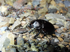 Xylotrupes