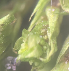 Bryum barnesii