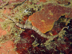 Corythoichthys ocellatus