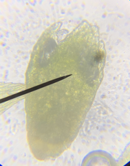 Bryum barnesii