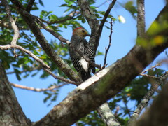 Melanerpes pygmaeus