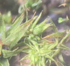 Bryum barnesii