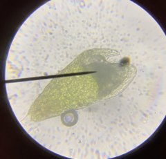 Bryum barnesii