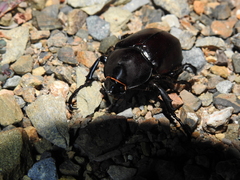 Xylotrupes