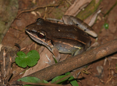 Leptodactylus elenae