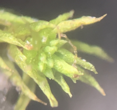Bryum barnesii