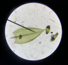 Bryum barnesii