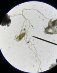 Bryum barnesii