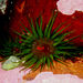 Green Snakelock Anemone - Photo (c) Felix Harper, some rights reserved (CC BY-NC), uploaded by Felix Harper