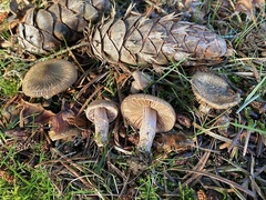 Inocybe flocculosa
