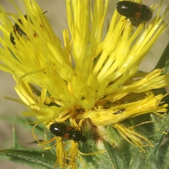 Divales bipustulatus
