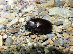 Xylotrupes