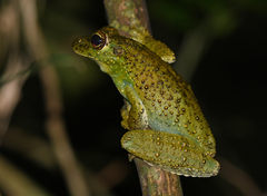 Itapotihyla langsdorffii