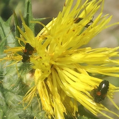 Divales bipustulatus