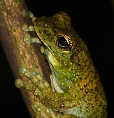 Itapotihyla langsdorffii