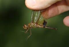 Hydrobasileus croceus