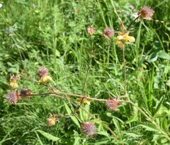 Geum × aurantiacum