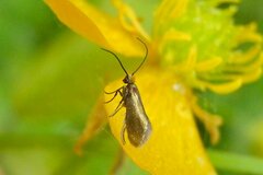Micropterix calthella