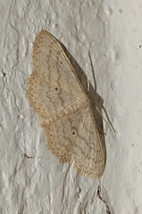 Scopula