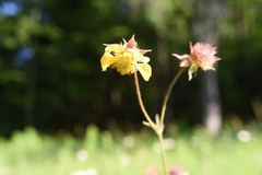 Geum × aurantiacum