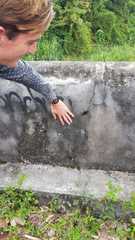 Cyrtopholis portoricae