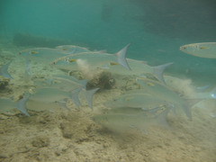 Crenimugil crenilabis