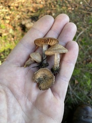 Inocybe flocculosa