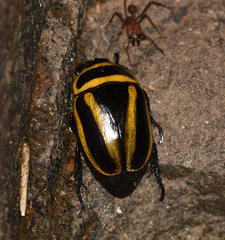 Macraspis cincta