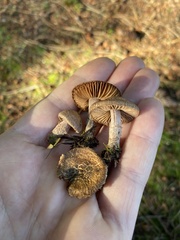 Inocybe flocculosa