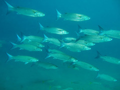 Crenimugil crenilabis