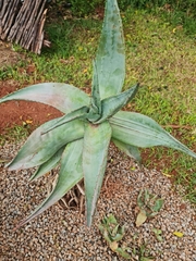 Aloe spectabilis