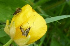 Micropterix calthella