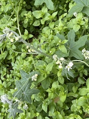 Marah macrocarpa