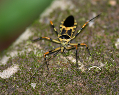 Zelus armillatus