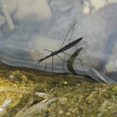 Hydrometra stagnorum