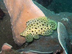 Chromileptes altivelis