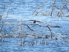 Phalacrocorax carbo
