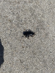 Eleodes grandicollis