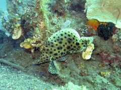 Chromileptes altivelis