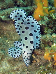 Chromileptes altivelis